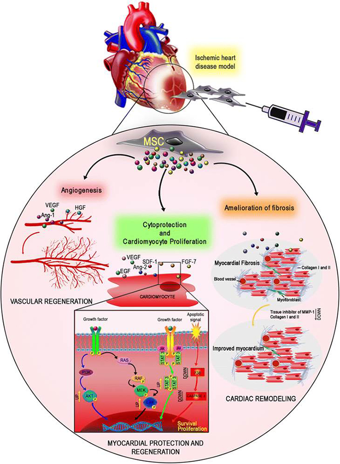 Fig. 1. MSC paracrine action/mechanisms in heart regeneration.
